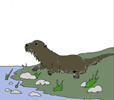 nutria